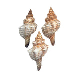 Three seashells with intricate patterns on a white background