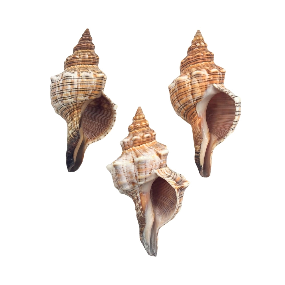 Three seashells with intricate patterns on a white background