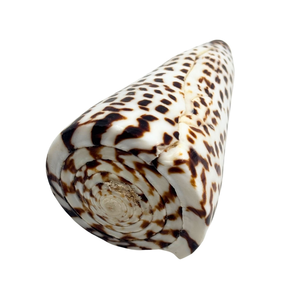 Lettered Cone Shell