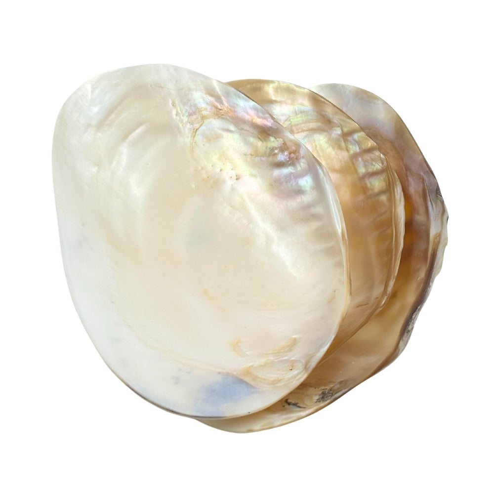 Bowl - Cebu Clam Shell