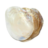 Bowl - Cebu Clam Shell