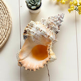 Giant Frog Shell