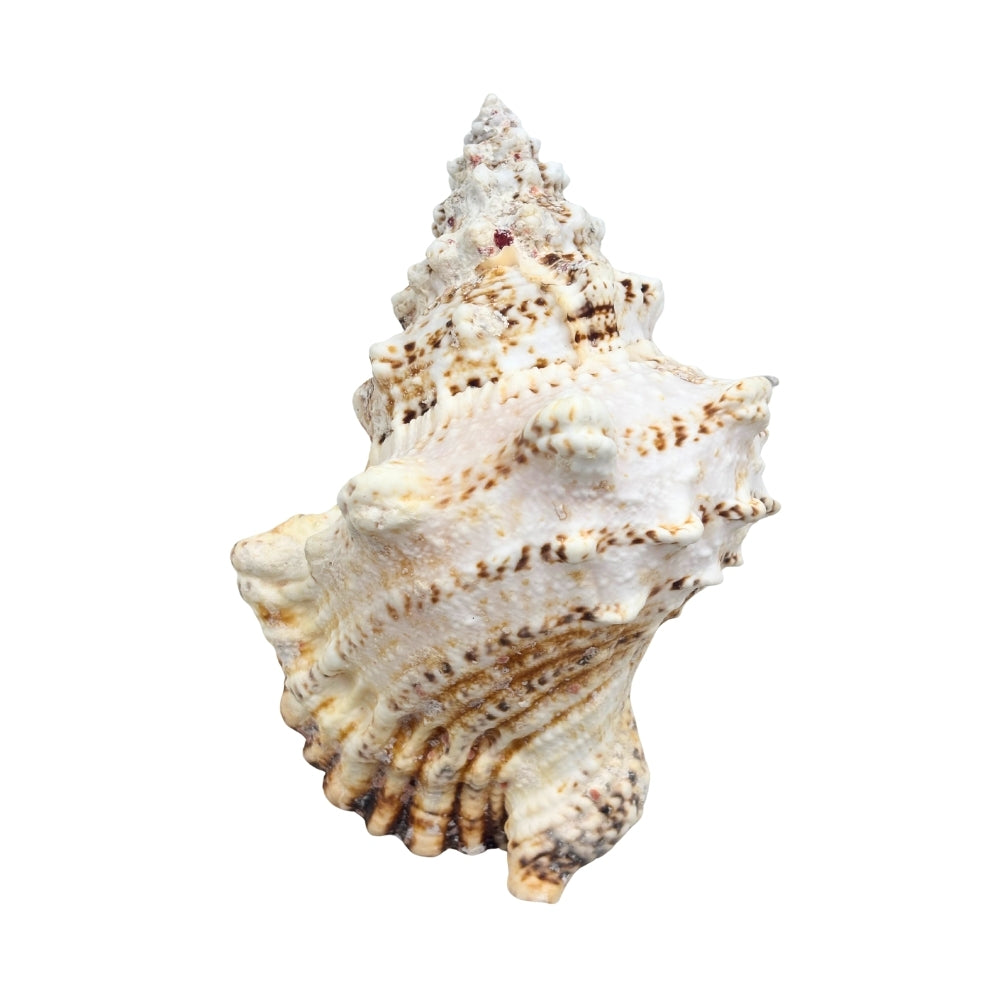 Giant Frog Shell
