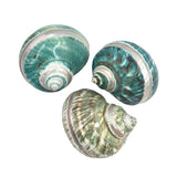 Three Jade Turban Banded seashells with green and silver patterns on a white background
