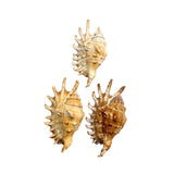 Three Melleped Spider seashells on a white background