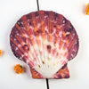 Colorful Royal Cloak Scallop shell light fixture on a white background with small orange flowers.