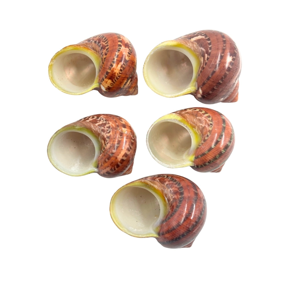 Five Tapestry Turban Natural shells with a striped pattern on a white background