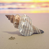 Shell on a sandy beach with a sunset in the background