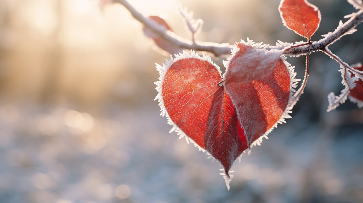 Frozen heat shaped leaf hanging from a tree