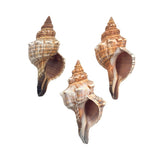 Three seashells with intricate patterns on a white background