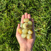 Green Calcite Tumbled