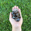 Smoky Quartz Tumbled