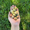 Unakite Tumbled