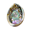 Abalone Shell