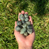 Prehnite - Tumbled