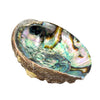 Abalone Shell