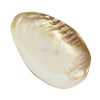 Bowl - Cebu Clam Shell