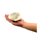 Ceramic Clam Trinket Dish – Assorted