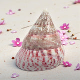 Cone Shaped Top Natural shell with pink speckles on a sandy background with pink flowers