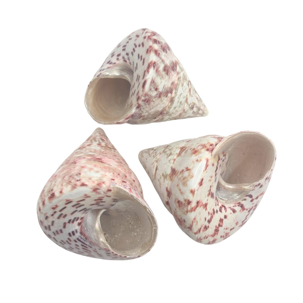 Three Cone Shaped Top Natural shells with red and white pattern on a white background