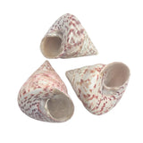 Three Cone Shaped Top Natural shells with red and white pattern on a white background