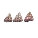 Three Cone Shaped Top Natural shells with red speckles on a white background