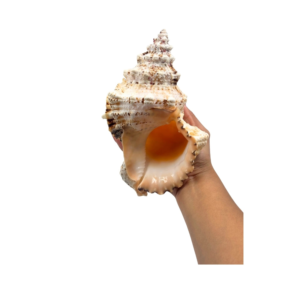 Giant Frog Shell