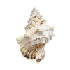 Giant Frog Shell