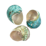Three colorful Jade Turban Banded seashells on a white background