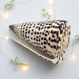 Lettered Cone Shell