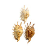 Three Melleped Spider seashells on a white background
