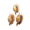 Three Melleped Spider seashells with spiky textures on a white background