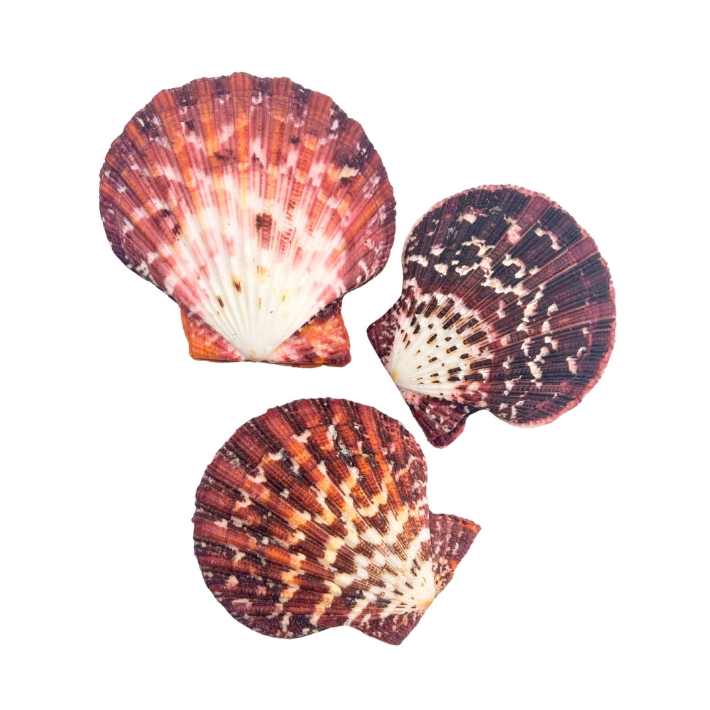Three colorful Royal Cloak Scallop seashells on a white background