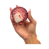Hand holding a colorful Royal Cloak Scallop shell against a white background