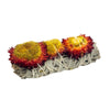 Sage Bundle - Red & Yellow Strawflower