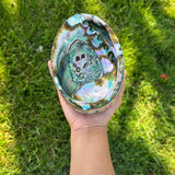 Abalone Shell