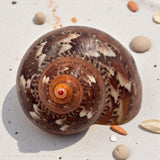 Close-up of a Tapestry Turban Natural shell on a light gray surface with small stones.