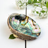 Abalone shell with a white flower and green leaves on a light background