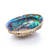 Natural iridescent abalone shell