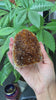 Citrine Geode - 0.6 LBS