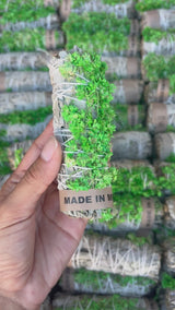Sage Bundle - Green Sinvata